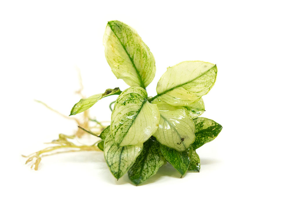 Variegated Anubias Nana (Anubias barteri “Variegated Nana”), bareroot or potted