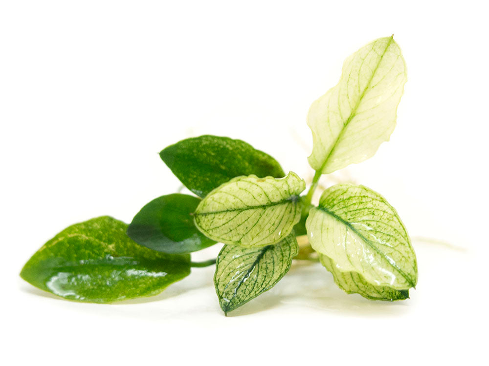 Variegated Anubias Nana (Anubias barteri “Variegated Nana”), bareroot or potted