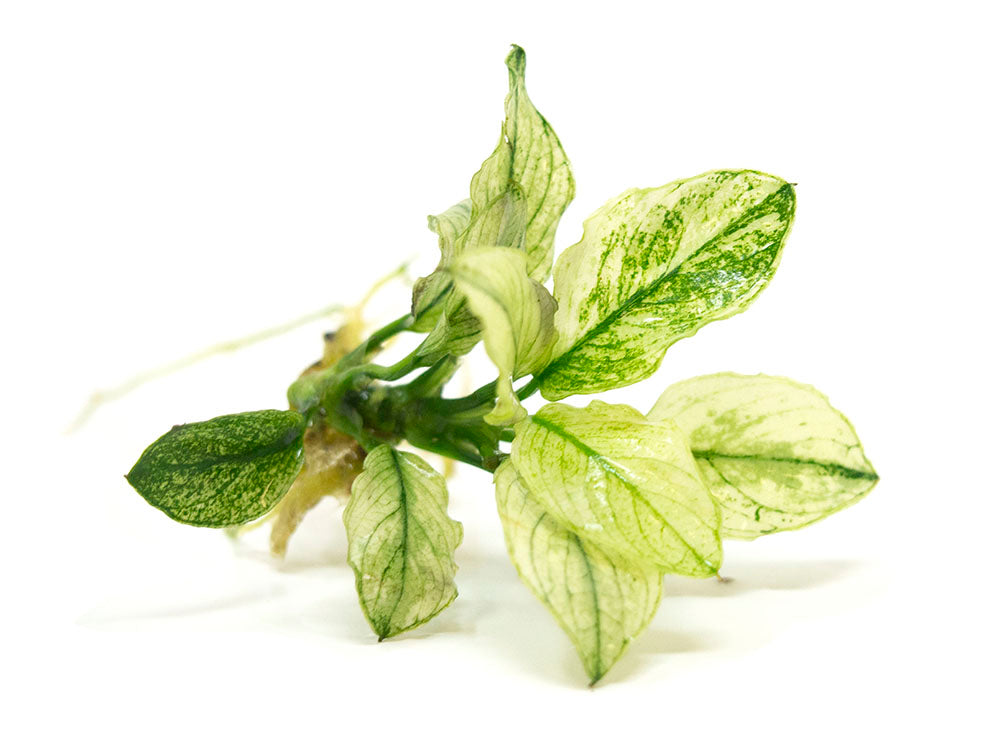 Variegated Anubias Nana (Anubias barteri “Variegated Nana”), bareroot or potted