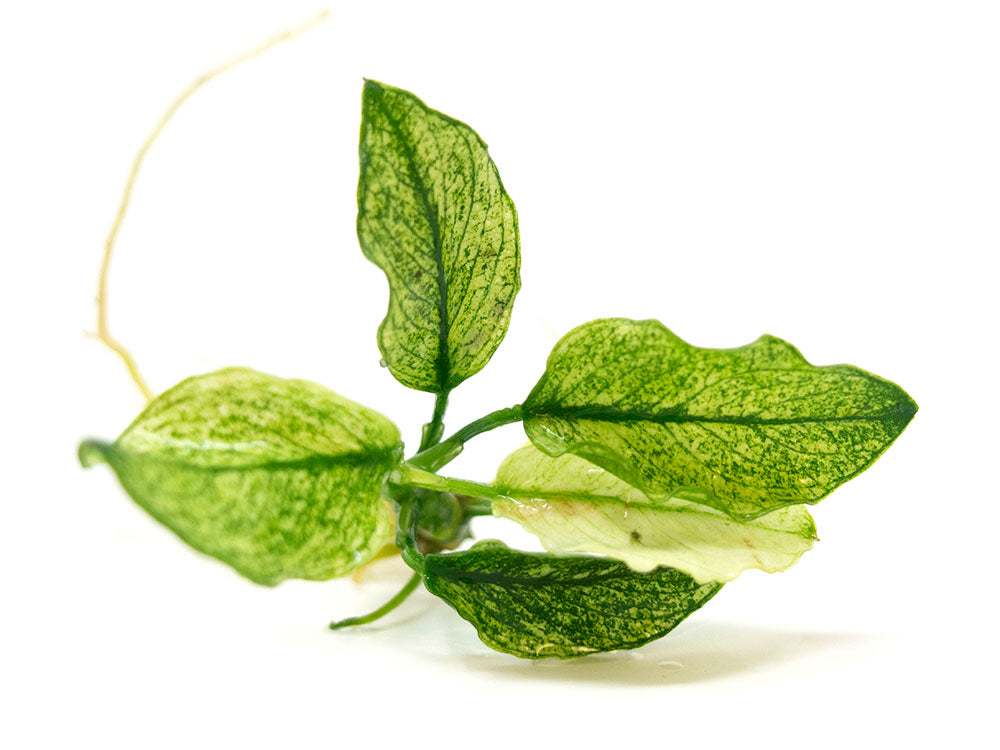 Variegated Anubias Nana (Anubias barteri “Variegated Nana”), bareroot or potted