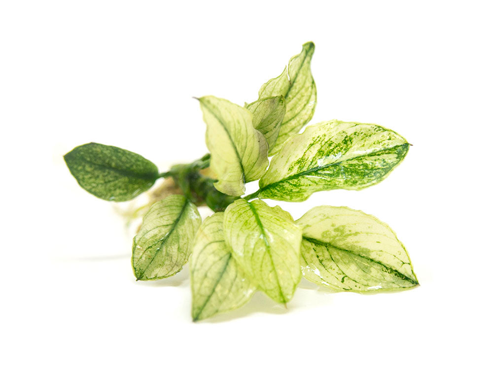 Variegated Anubias Nana (Anubias barteri “Variegated Nana”), bareroot or potted