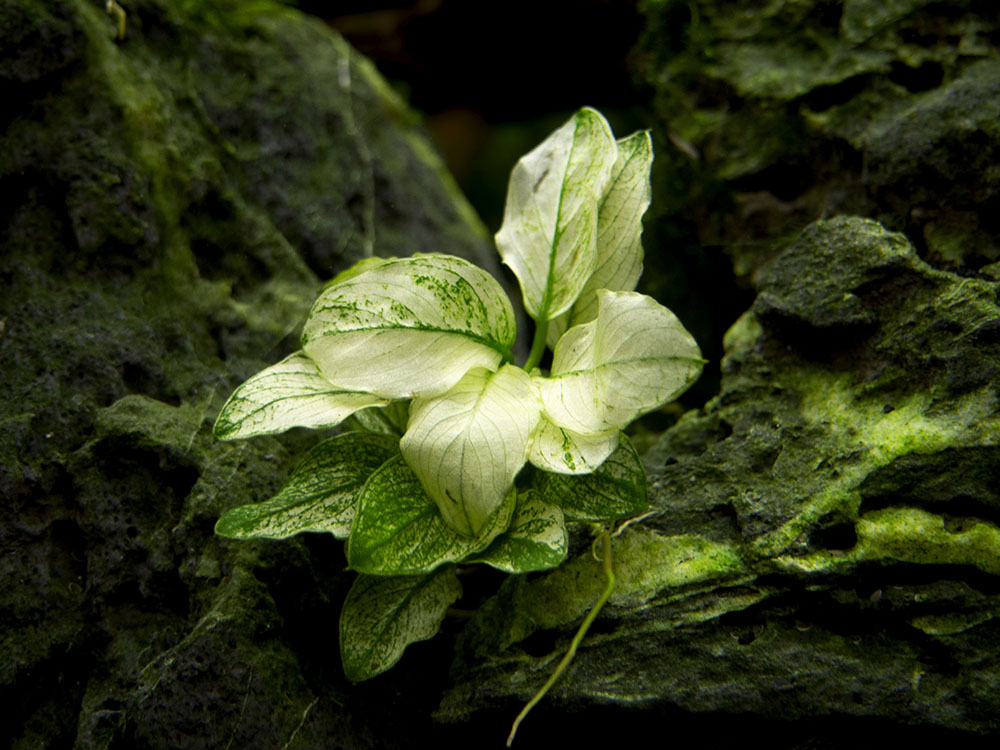 Variegated Anubias Nana (Anubias barteri “Variegated Nana”), bareroot or potted