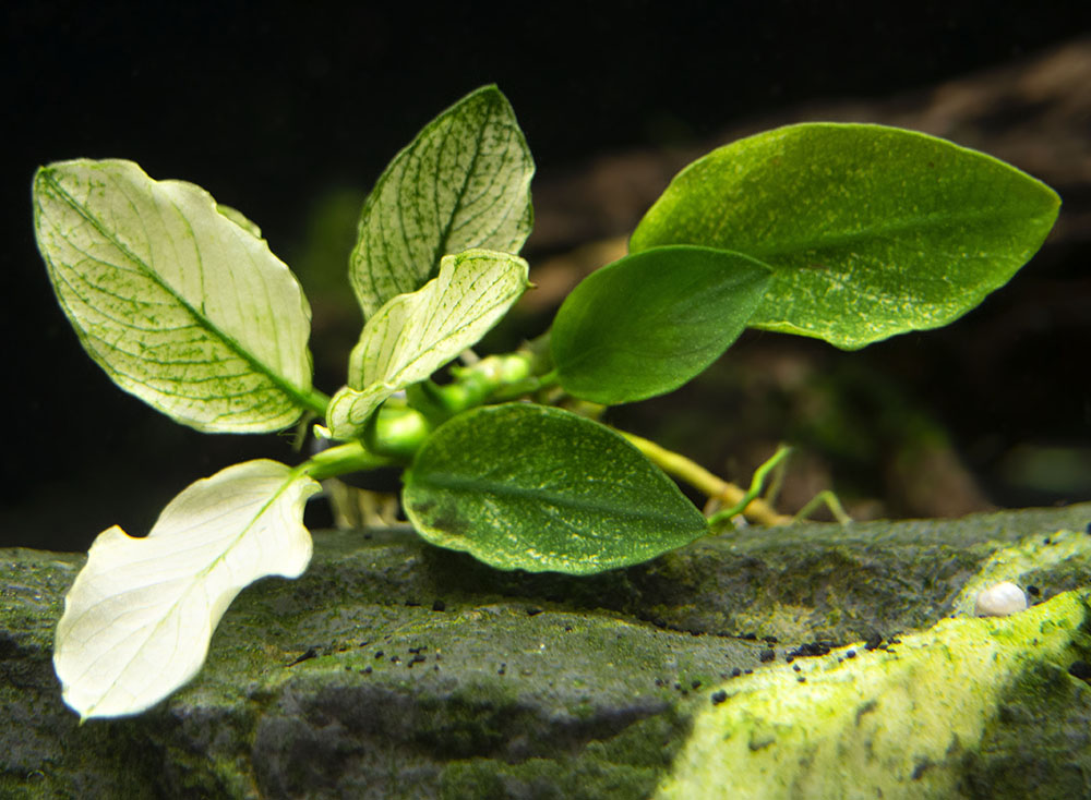 Variegated Anubias Nana (Anubias barteri “Variegated Nana”), bareroot or potted