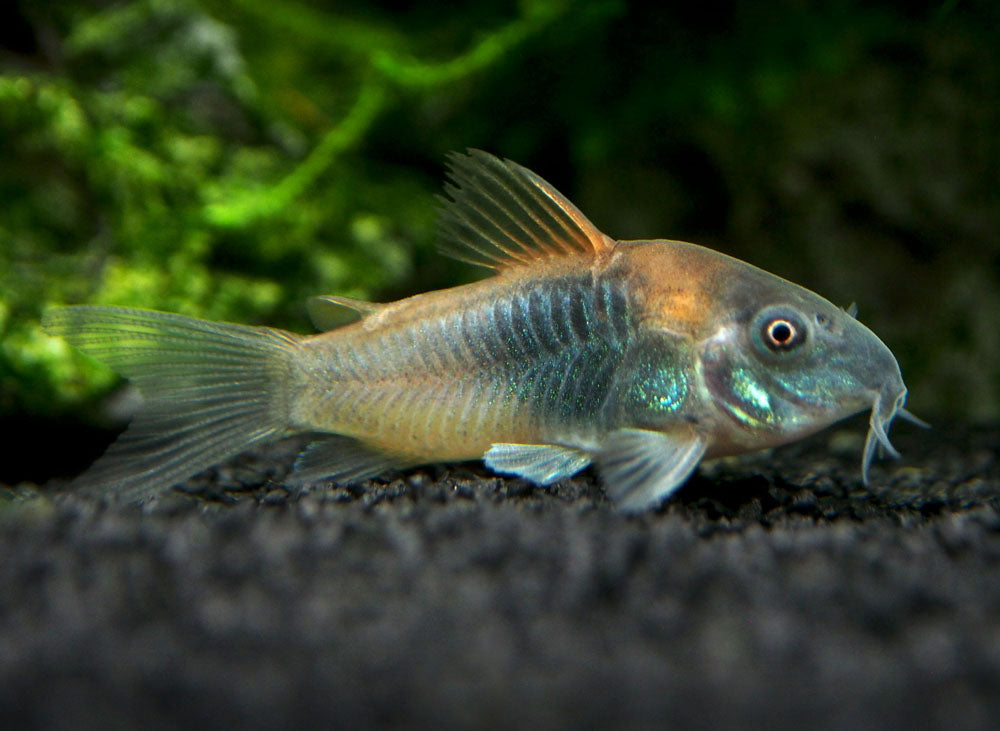 Orange Venezuelan Cory Catfish (Corydoras aeneus "Venezuela"), Tank-Bred