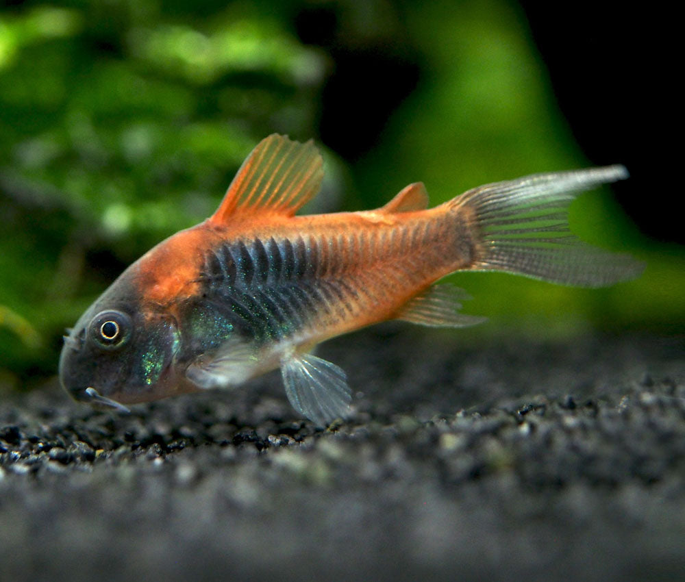 Orange Venezuelan Cory Catfish (Corydoras aeneus "Venezuela"), Tank-Bred