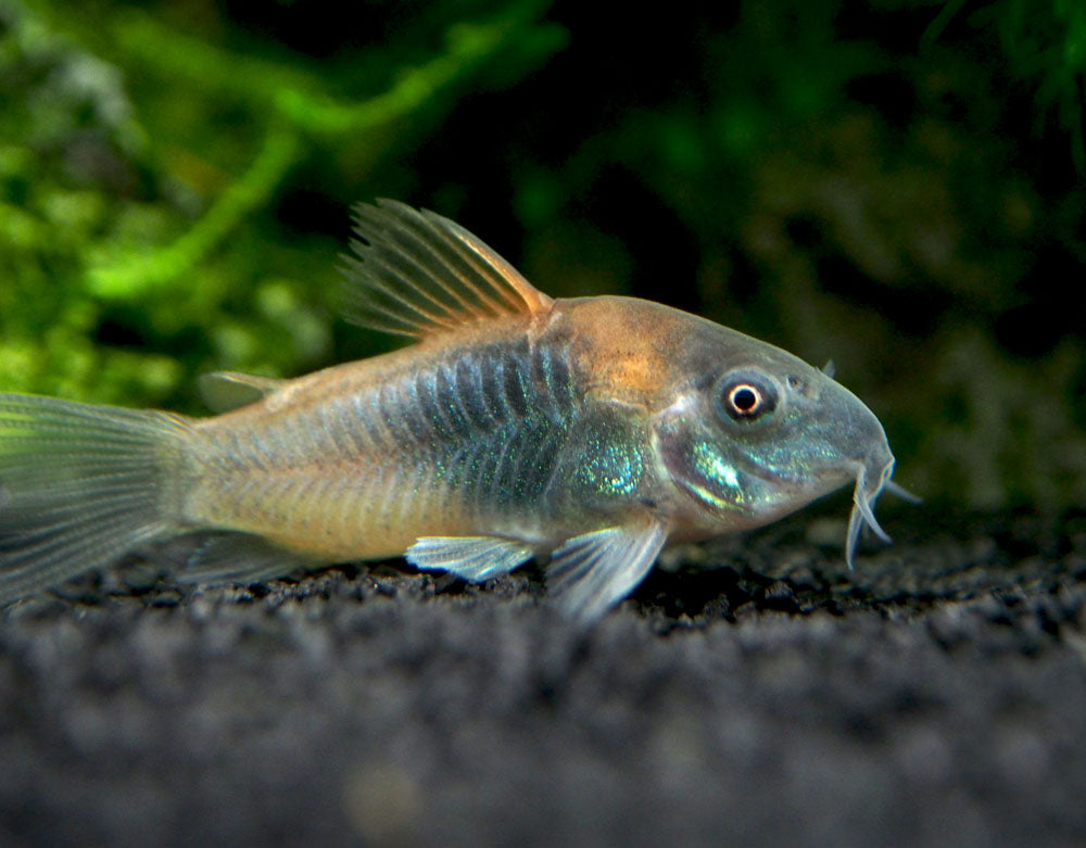 Orange Venezuelan Cory Catfish (Corydoras aeneus "Venezuela"), Tank-Bred