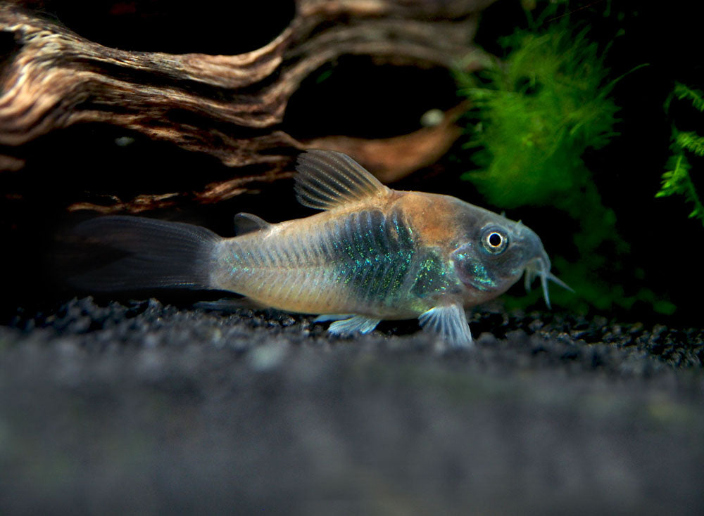 Orange Venezuelan Cory Catfish (Corydoras aeneus "Venezuela"), Tank-Bred