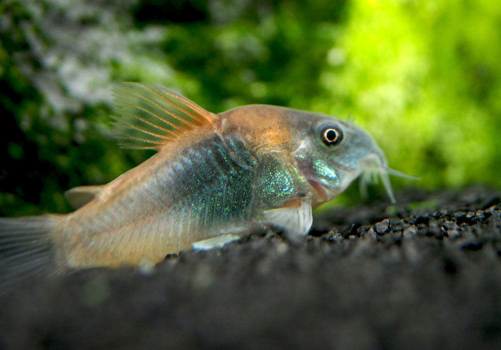 Orange Venezuelan Cory Catfish (Corydoras aeneus "Venezuela"), Tank-Bred