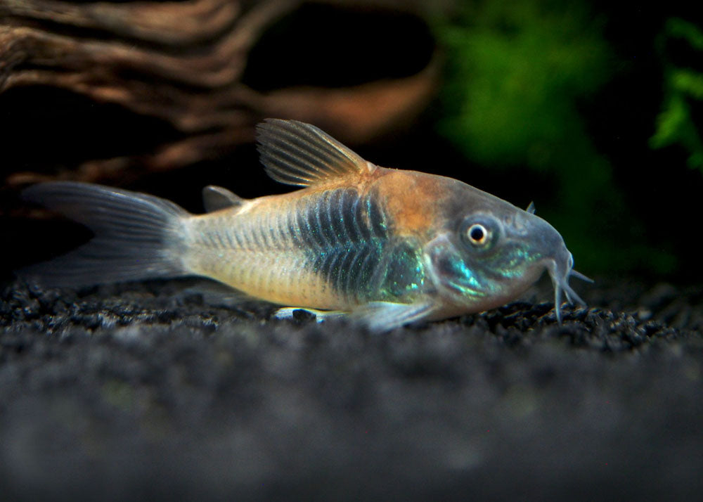 Orange Venezuelan Cory Catfish (Corydoras aeneus "Venezuela"), Tank-Bred