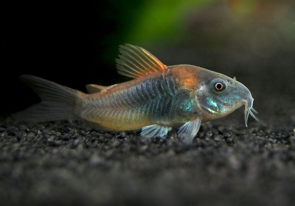 Orange Venezuelan Cory Catfish (Corydoras aeneus "Venezuela"), Tank-Bred