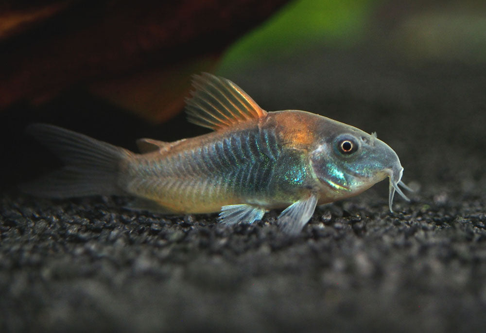 Orange Venezuelan Cory Catfish (Corydoras aeneus "Venezuela"), Tank-Bred