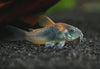 Orange Venezuelan Cory Catfish (Corydoras aeneus 