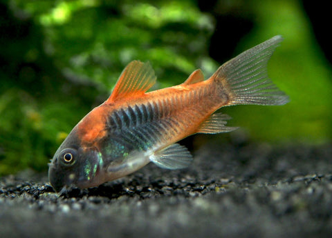 Red Aeneus Cory Catfish (Corydoras aeneus), TANK-BRED!!!