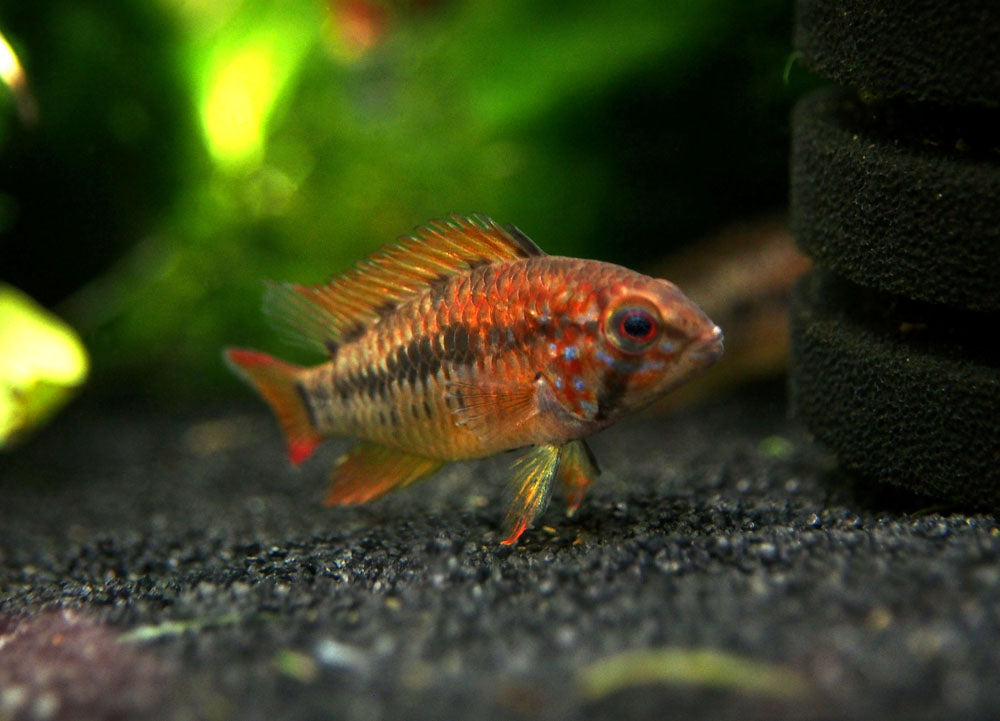 Red Shoulder Dwarf Cichlid (Apistogramma macmasteri), Tank-Bred