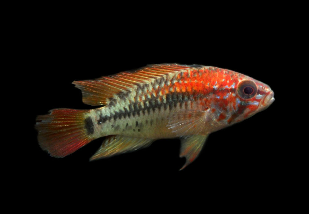 Apistogramma Cacatuoides Double Red (Packs Of 2) - Live Fish For Aquarium - Exotic Freshwater Live Fish, Live Aquarium Fish, Live Fish, Live Freshwater
