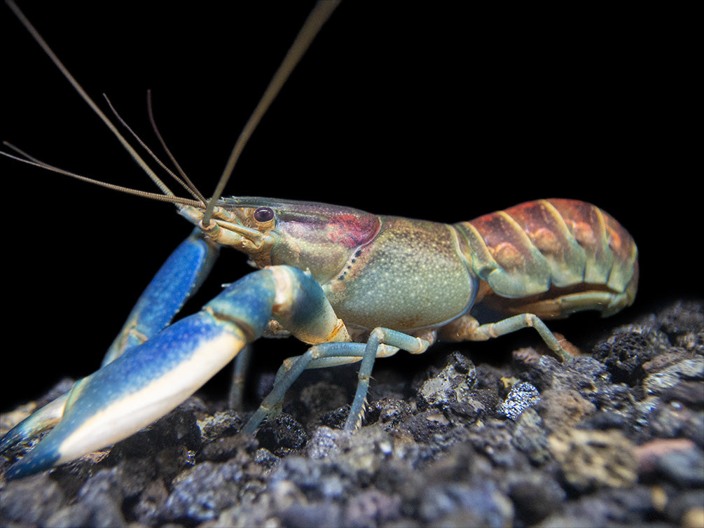 Warsamson River Crayfish (Cherax Warsamsonicus)