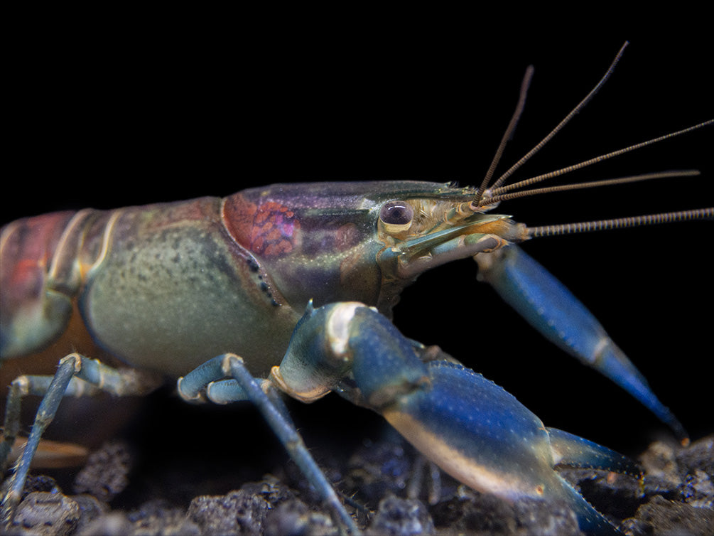 Warsamson River Crayfish (Cherax Warsamsonicus)