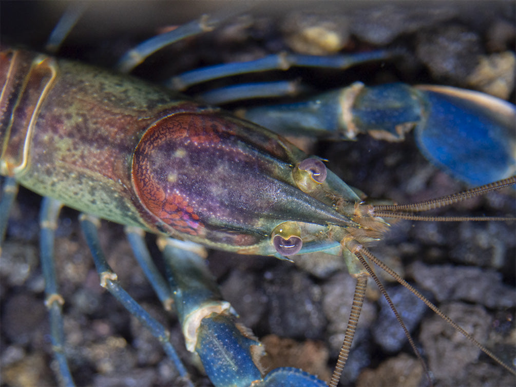 Warsamson River Crayfish (Cherax Warsamsonicus)