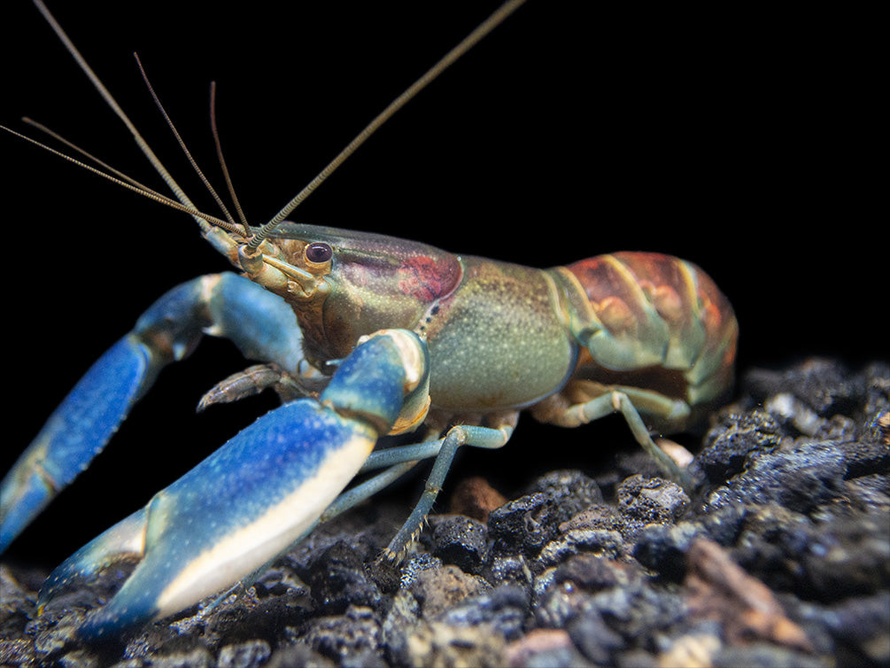 Warsamson River Crayfish (Cherax Warsamsonicus)