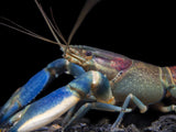 Warsamson River Crayfish (Cherax Warsamsonicus)