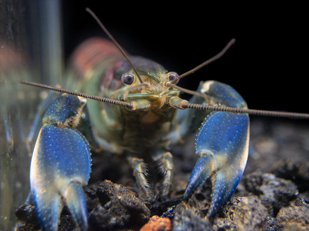 Warsamson River Crayfish (Cherax Warsamsonicus)