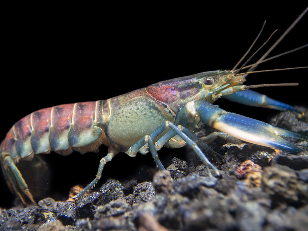 Warsamson River Crayfish (Cherax Warsamsonicus)