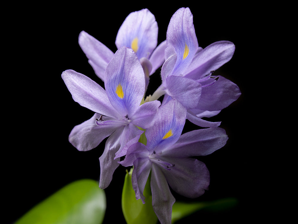 Water Hyacinth (Eichornia crassipes), Regular and Jumbo