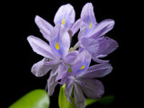 Water Hyacinth (Eichornia crassipes), Regular and Jumbo