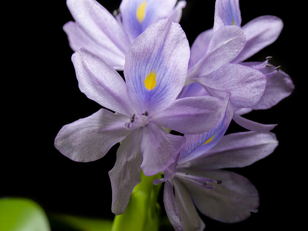 Water Hyacinth (Eichornia crassipes), Regular and Jumbo