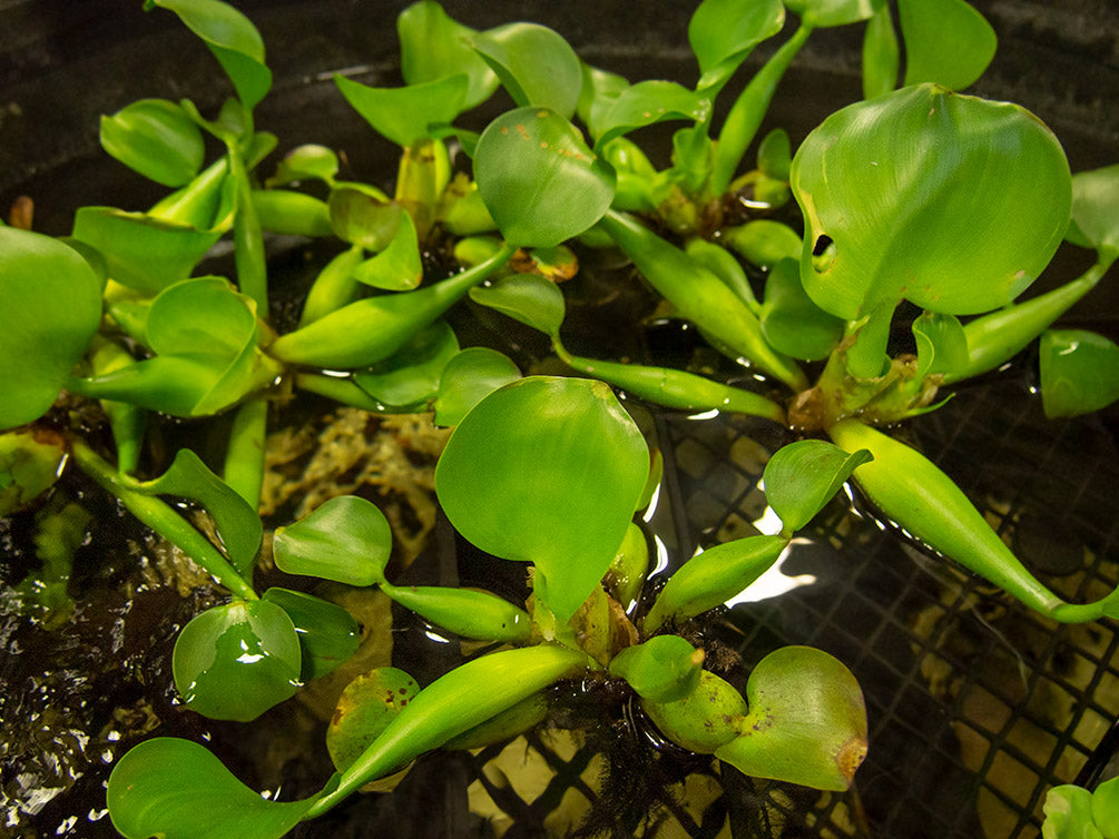 Water Hyacinth (Eichornia crassipes), Regular and Jumbo