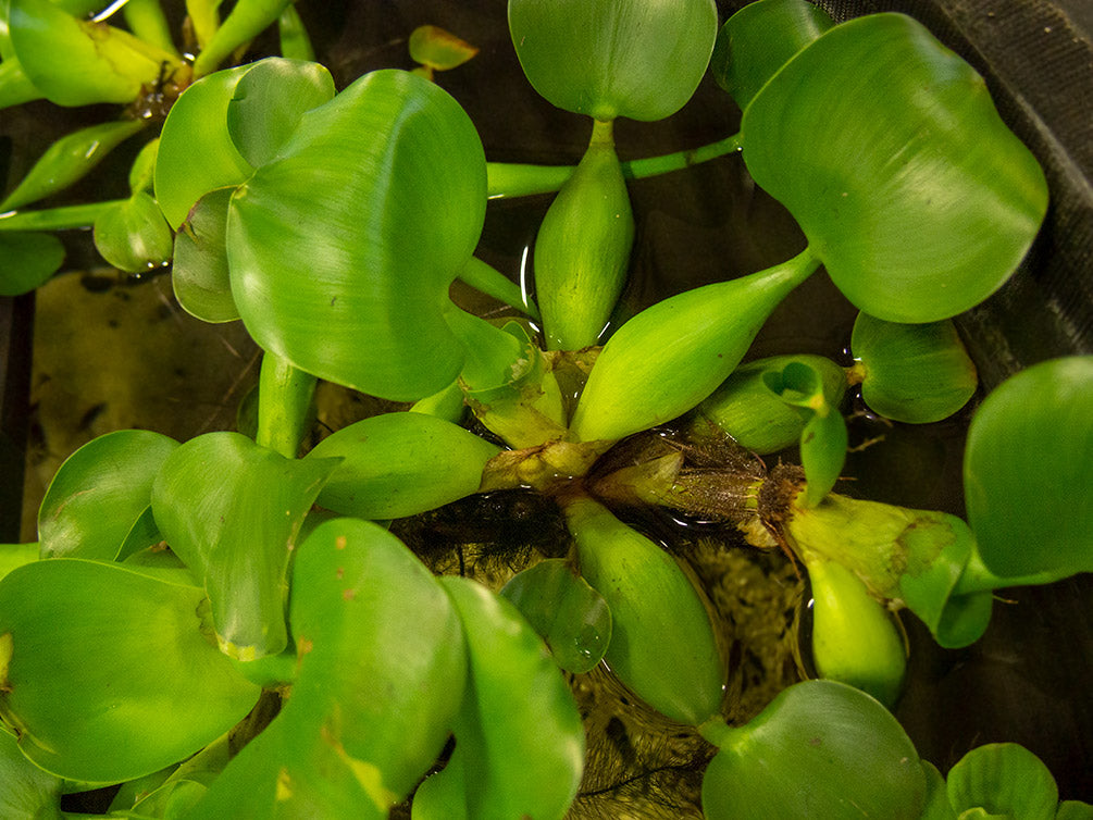 Water Hyacinth (Eichornia crassipes), Regular and Jumbo