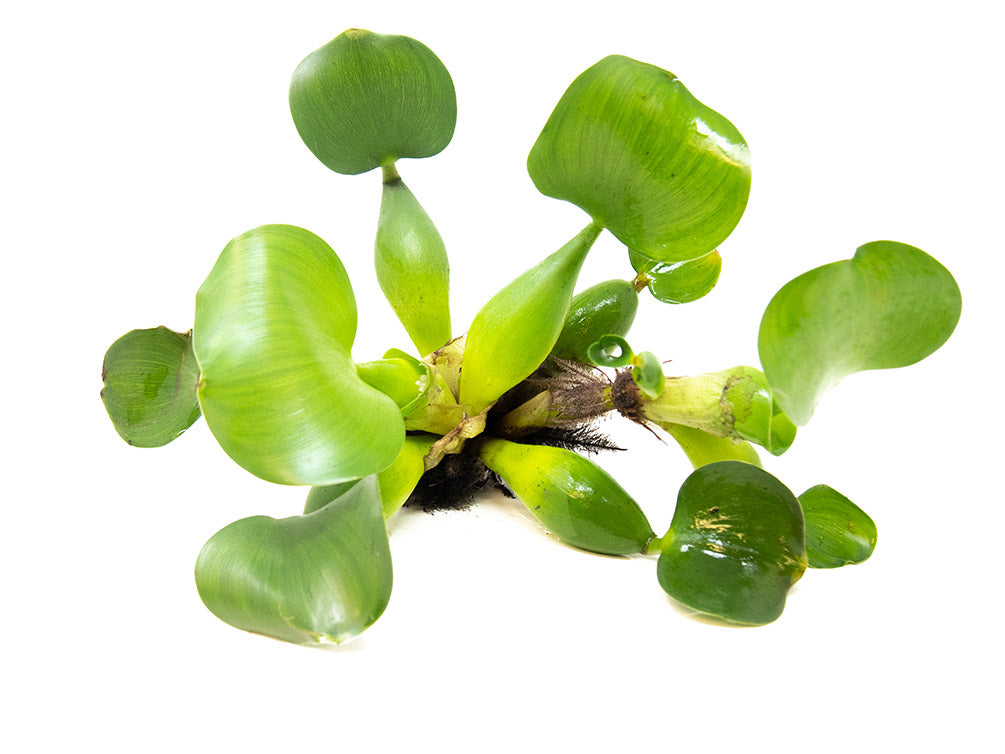 Water Hyacinth (Eichornia crassipes), Regular and Jumbo