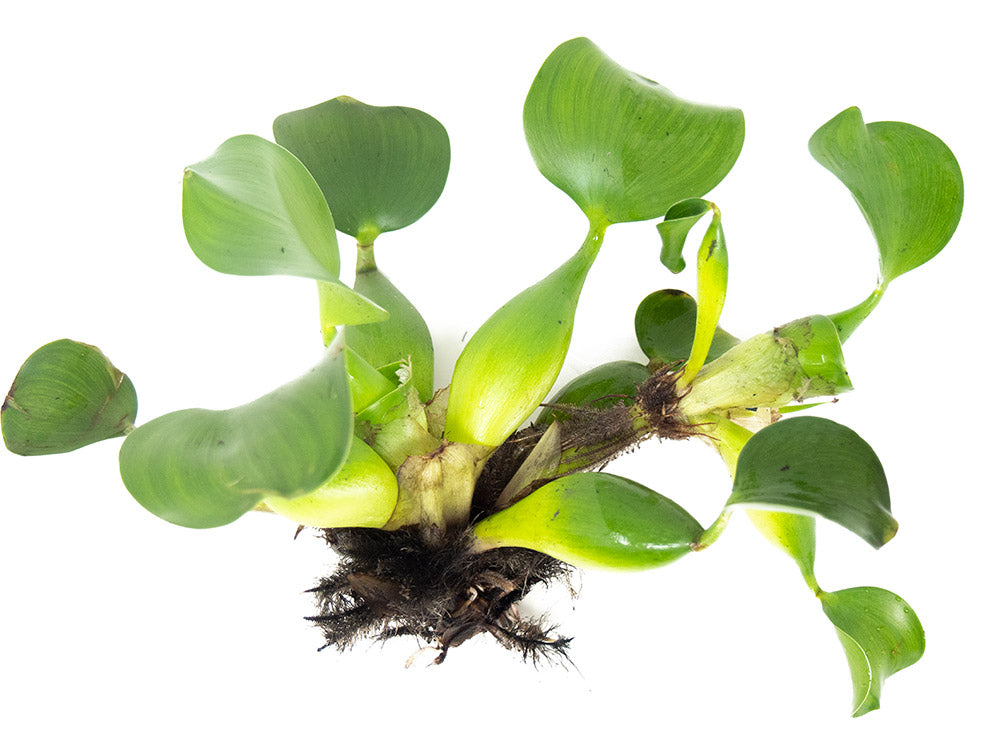 Water Hyacinth (Eichornia crassipes), Regular and Jumbo