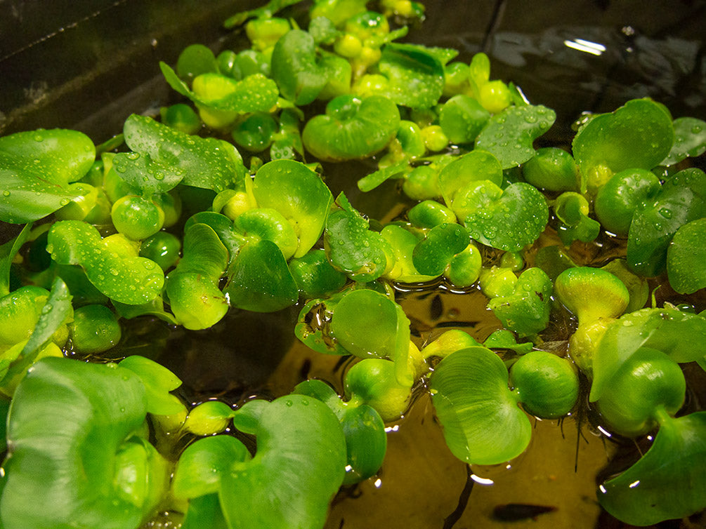 Water Hyacinth (Eichornia crassipes), Regular and Jumbo