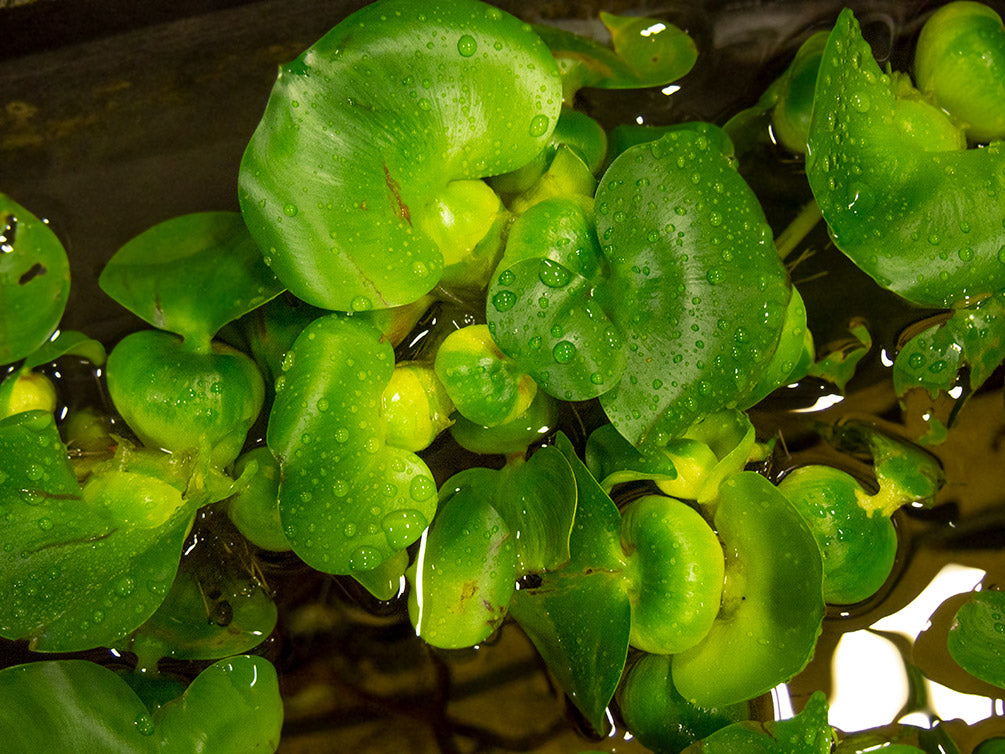 Water Hyacinth (Eichornia crassipes), Regular and Jumbo