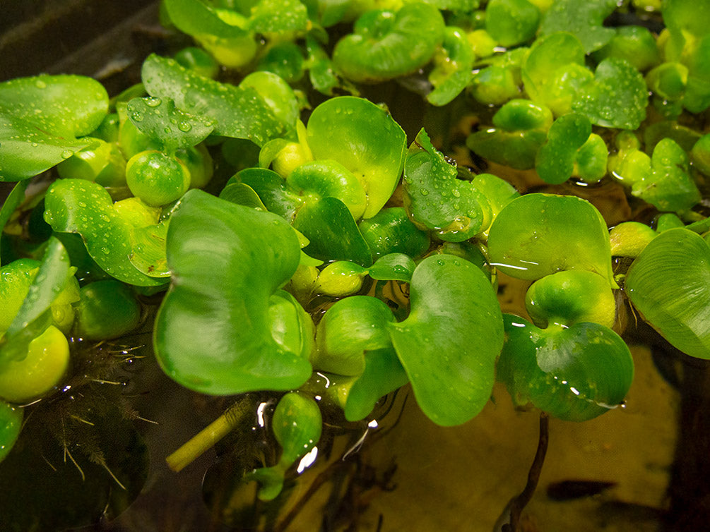 Water Hyacinth (Eichornia crassipes), Regular and Jumbo