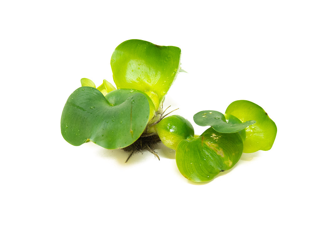 Water Hyacinth (Eichornia crassipes), Regular and Jumbo