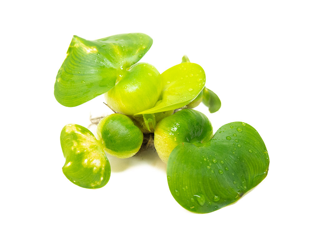 Water Hyacinth (Eichornia crassipes), Regular and Jumbo