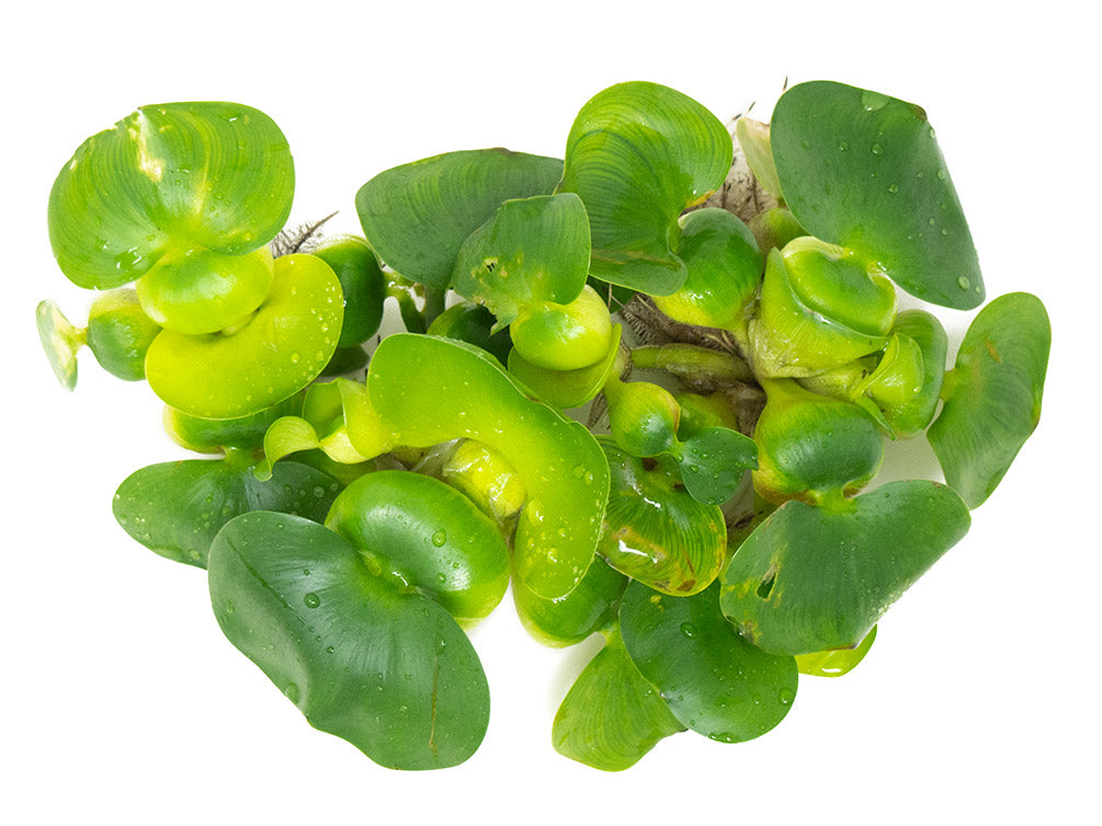 Water Hyacinth (Eichornia crassipes), Regular and Jumbo