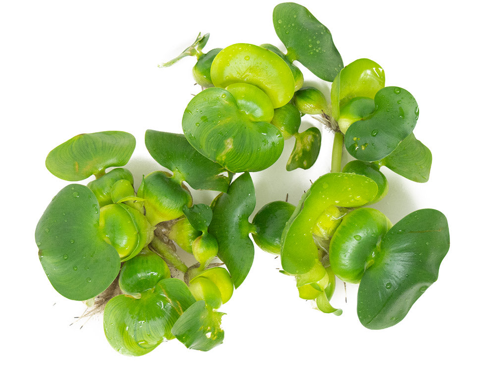 Water Hyacinth (Eichornia crassipes), Regular and Jumbo