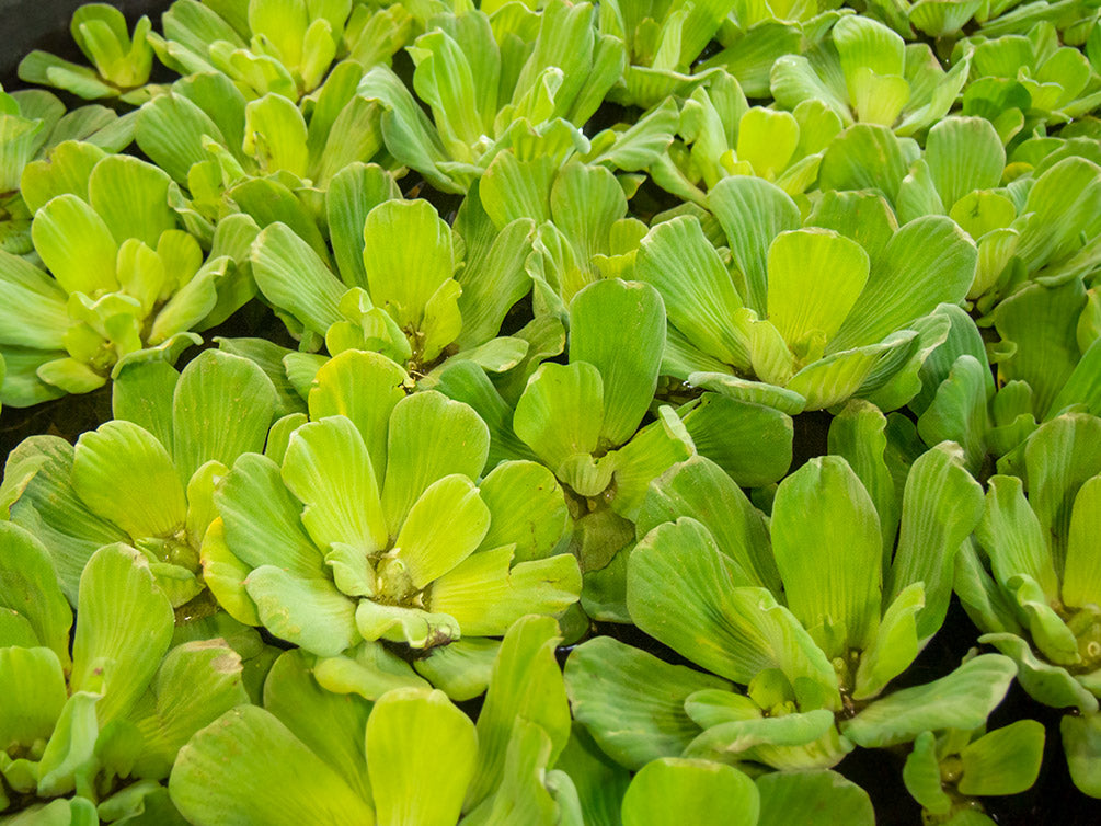 Water Lettuce (Pistia stratiotes), Regular and Jumbo