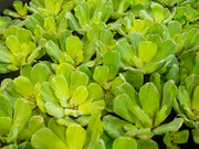 Water Lettuce (Pistia stratiotes), Regular and Jumbo