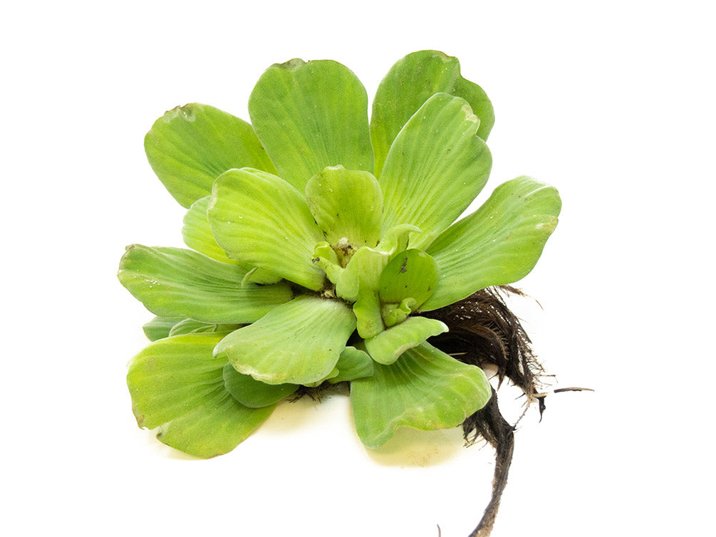 Water Lettuce (Pistia stratiotes), Regular and Jumbo