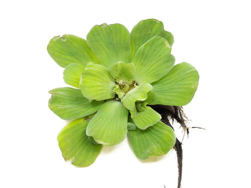 Water Lettuce (Pistia stratiotes), Regular and Jumbo