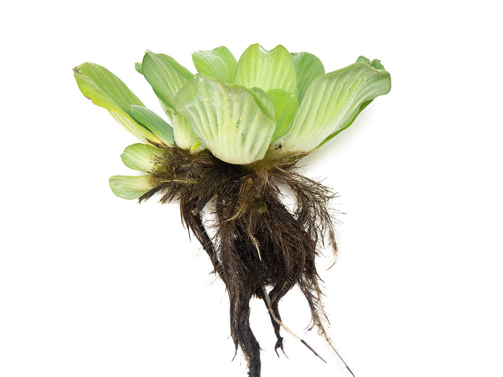 Water Lettuce (Pistia stratiotes), Regular and Jumbo