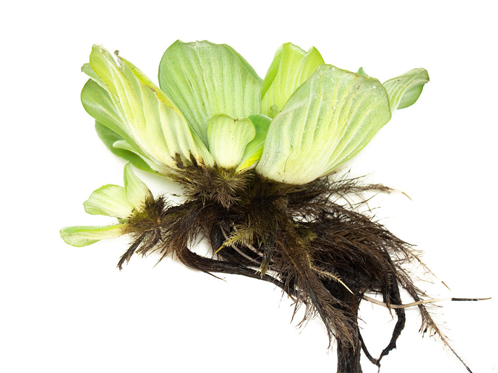 Water Lettuce (Pistia stratiotes), Regular and Jumbo