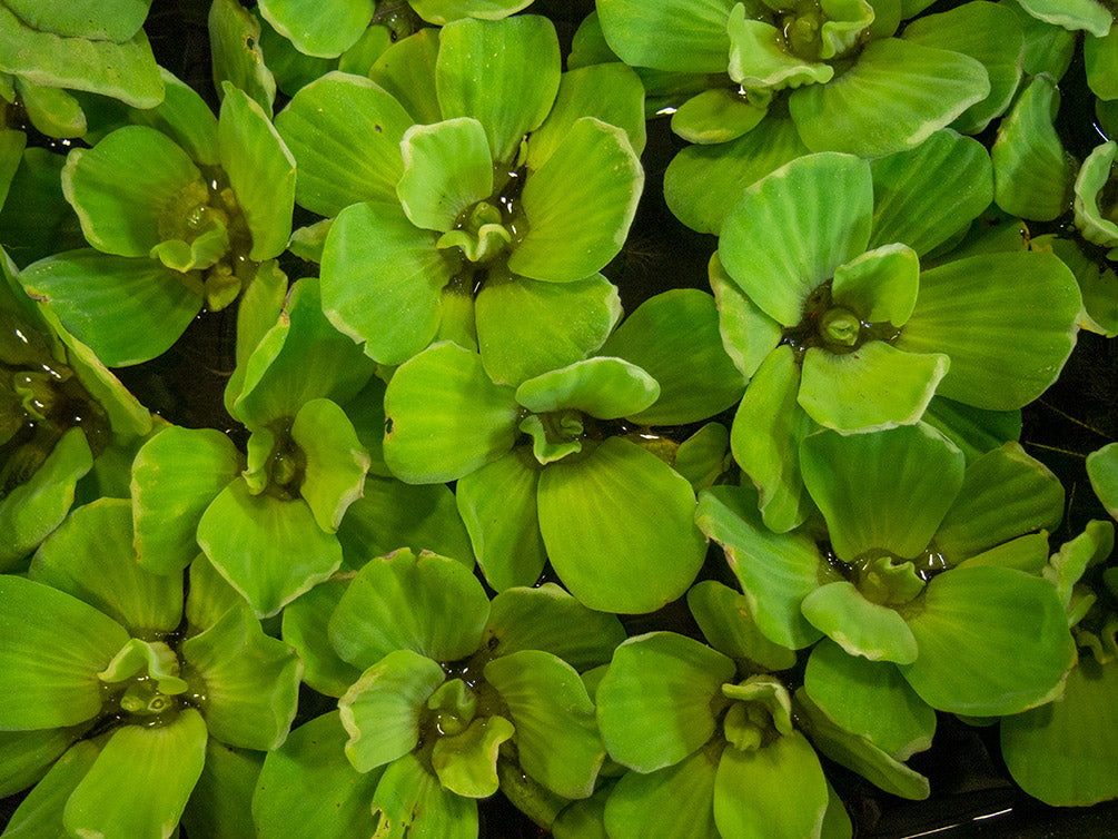 Water Lettuce (Pistia stratiotes), Regular and Jumbo