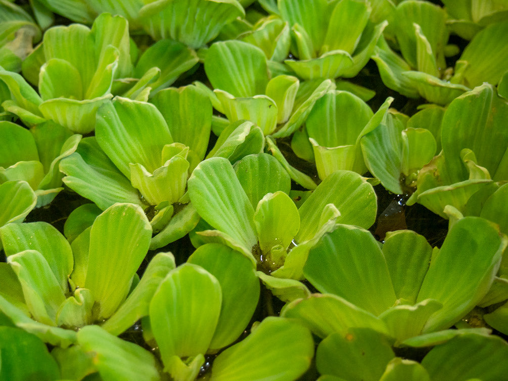 Water Lettuce (Pistia stratiotes), Regular and Jumbo