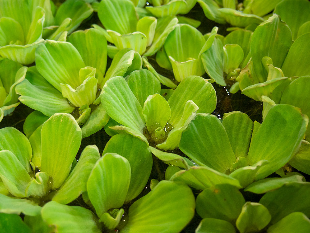 Water Lettuce (Pistia stratiotes), Regular and Jumbo