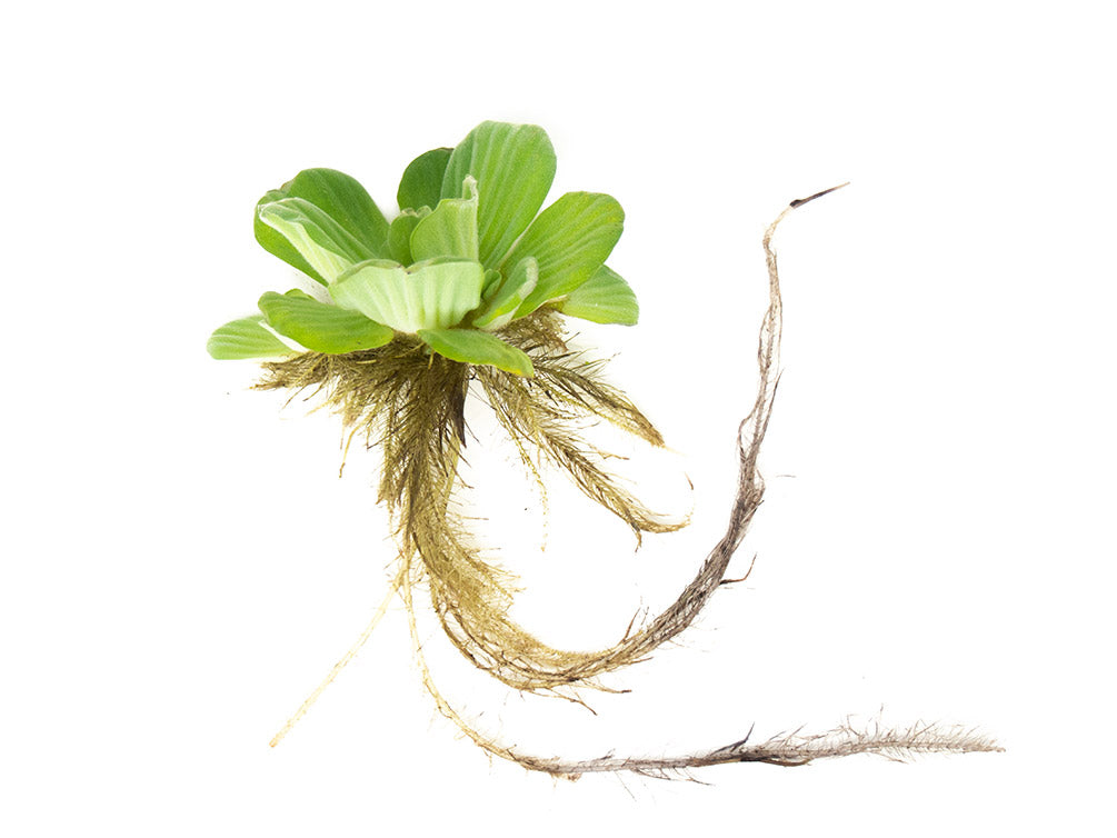 Water Lettuce (Pistia stratiotes), Regular and Jumbo